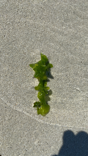 Ulva californica, 2026-09-05