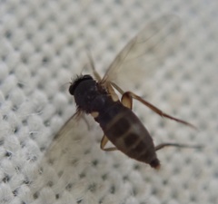 Diptera