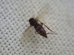 Diptera