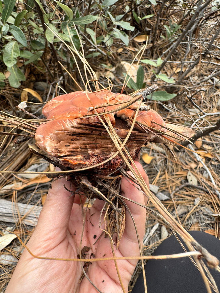 Red-juice Tooth · September 2026 · photo: Photo: (c) Sundari Masters, some rights reserved (CC BY) · iNaturalist