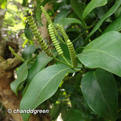 Gnetum luofuense