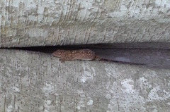 Blaesodactylus ambonihazo