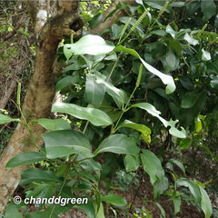 Gnetum luofuense