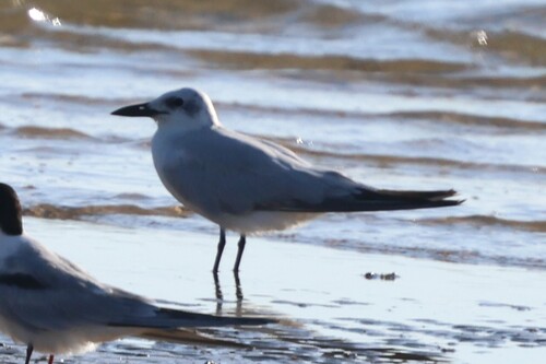 iNaturalist image