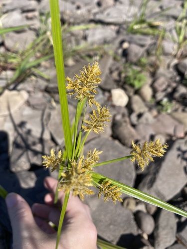 yellow nutsedge