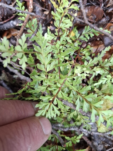 Lindsaea trichomanoides, photograph 3