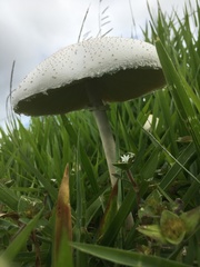 Macrolepiota dolichaula