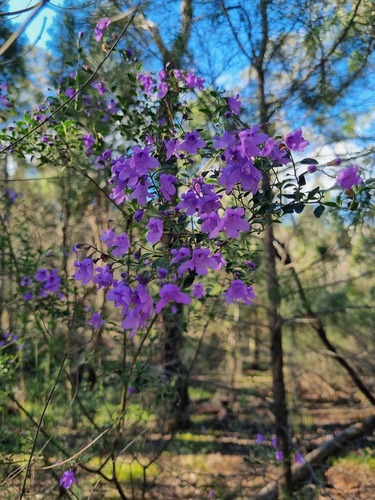 Prostanthera ovalifolia, 2026-09-01