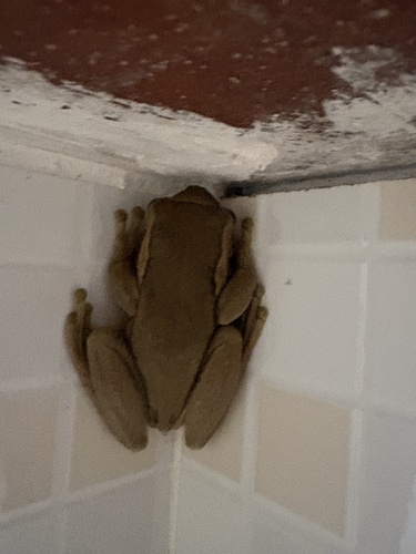 Porto Alegre Golden-eyed Tree Frog