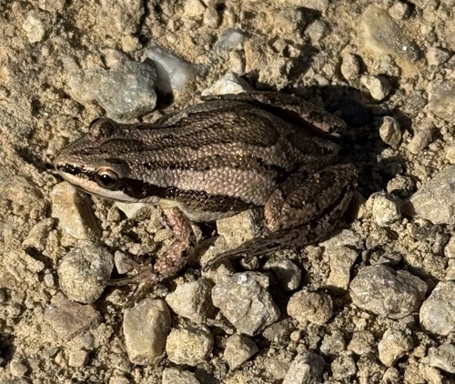 Boreal Chorus Frog