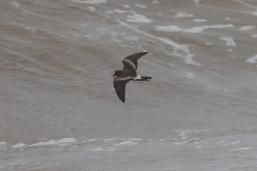 Leach's Storm-Petrel