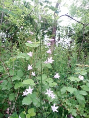 Campanula rapunculus