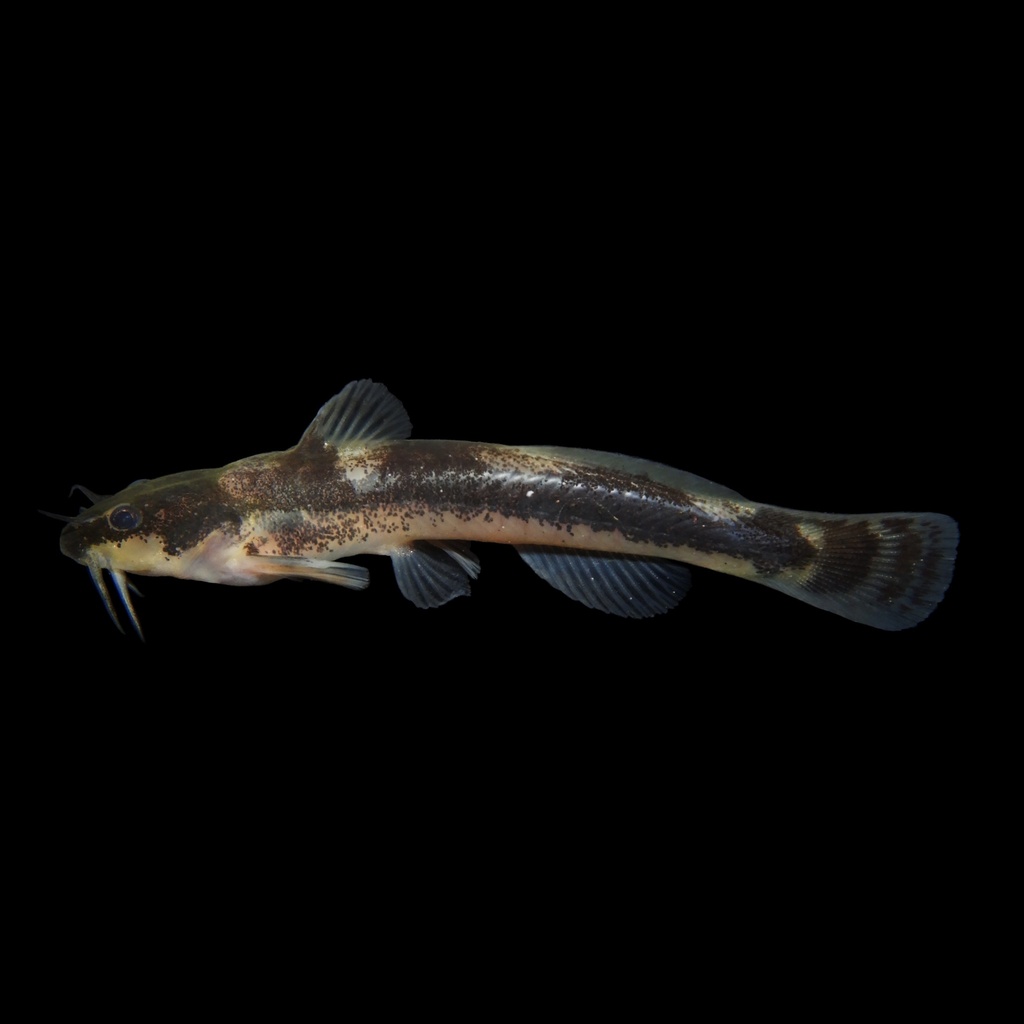 Least Madtom