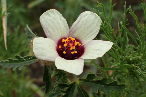 flower-of-an-hour