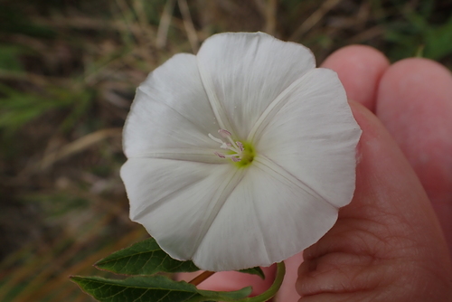 field bindweed