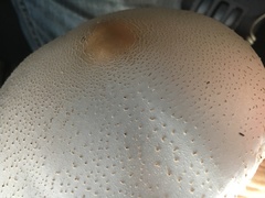 Macrolepiota dolichaula