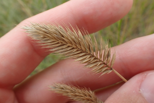 Crested Wheatgrass