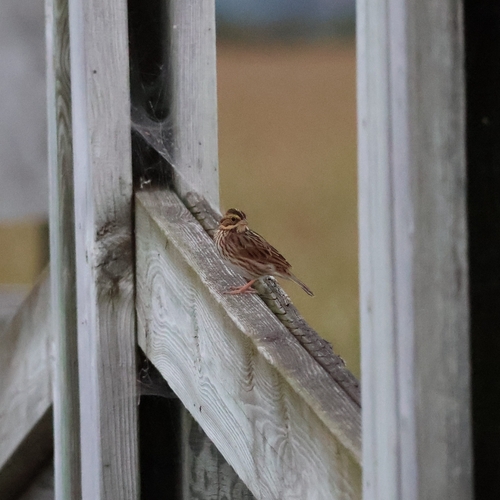 Savannah Sparrow