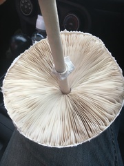 Macrolepiota dolichaula