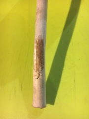 Macrolepiota dolichaula