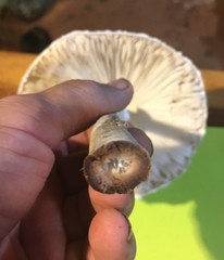 Macrolepiota dolichaula