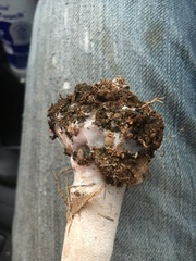 Macrolepiota dolichaula