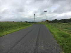 Macrolepiota dolichaula