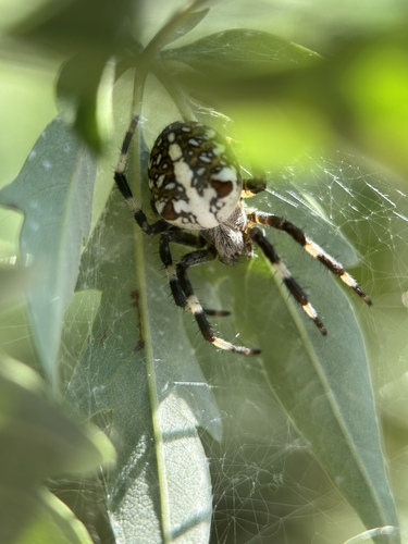 Araneus diadematoides