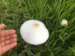 Macrolepiota dolichaula
