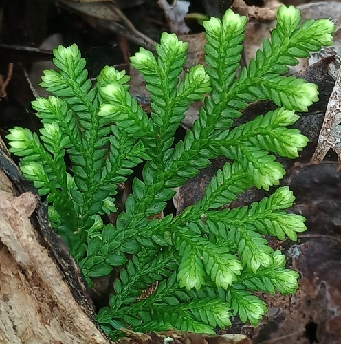 Selaginella, 2026-09-07