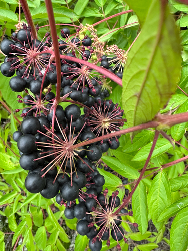 bristly sarsaparilla