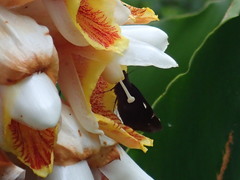 Notocrypta curvifascia