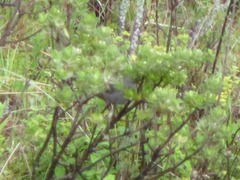 Geospizopsis unicolor