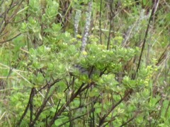Geospizopsis unicolor