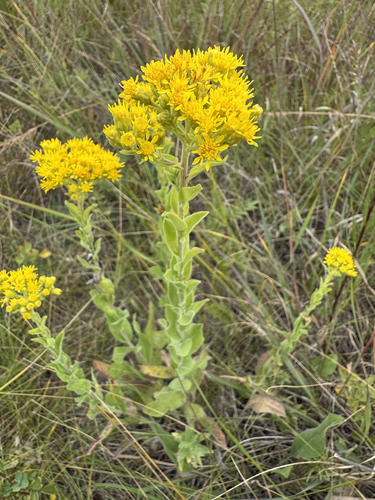 stiff-leaved goldenrod