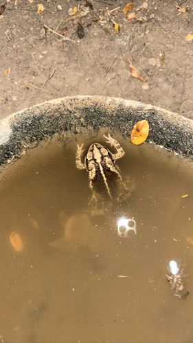 Gulf Coast Toad
