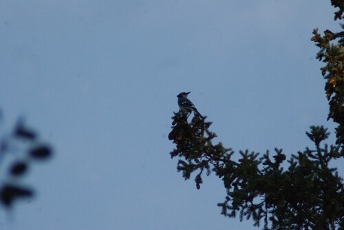 Blue Jay