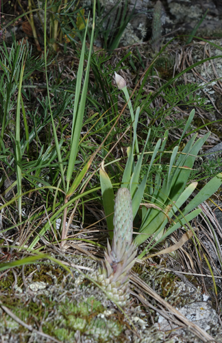 Allium nutans, photograph 4