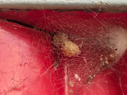 Brown Widow