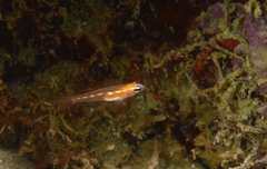 Coryphopterus hyalinus