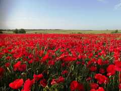 Papaver rhoeas