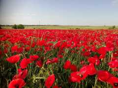 Papaver rhoeas