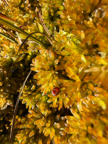 Sphagnum lindbergii observed 2026-09-05