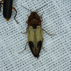 Stropenron hamata
