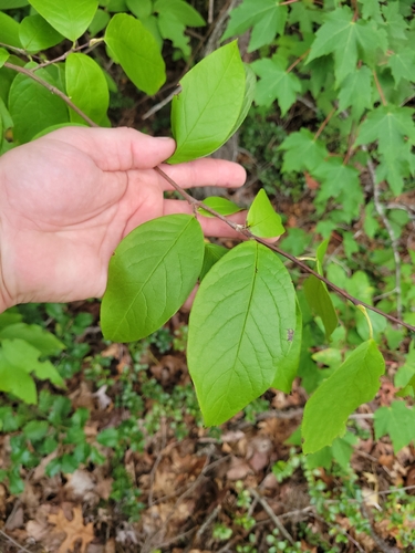 Stewartia ovata, 2026-09-07