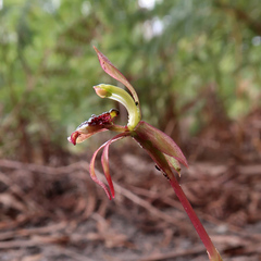 Chiloglottis reflexa