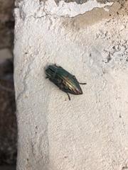 Chalcophora mariana massiliensis