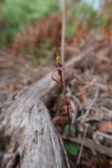 Chiloglottis reflexa