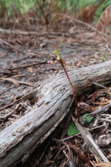 Chiloglottis reflexa