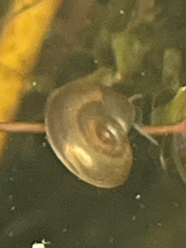 Planorbis carinatus observed 2026-09-01